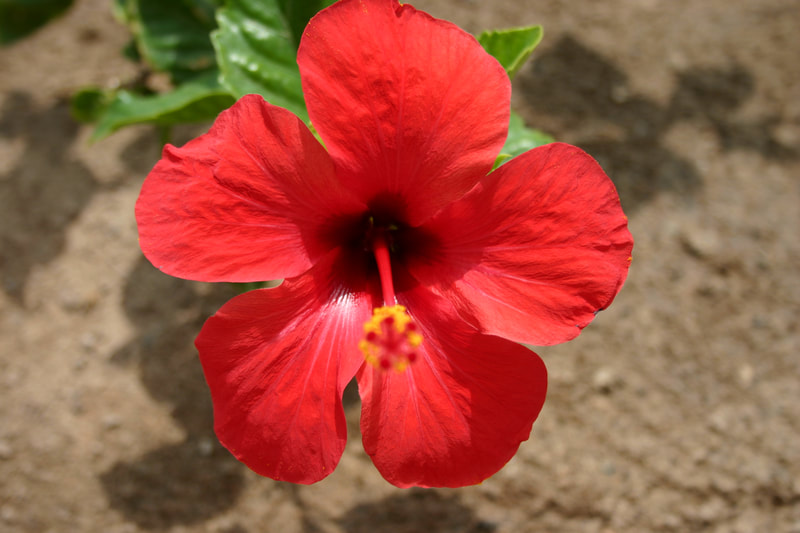 red flower in Cape Verde