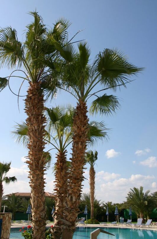 Cyprus palm trees