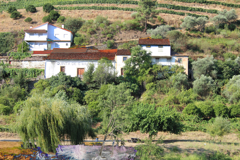 vineyards Douro