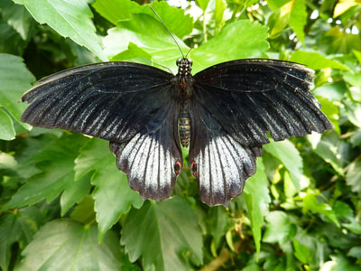 butterfly house copyright Gilly Pickup