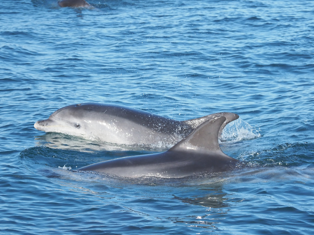 Guernsey dolphins